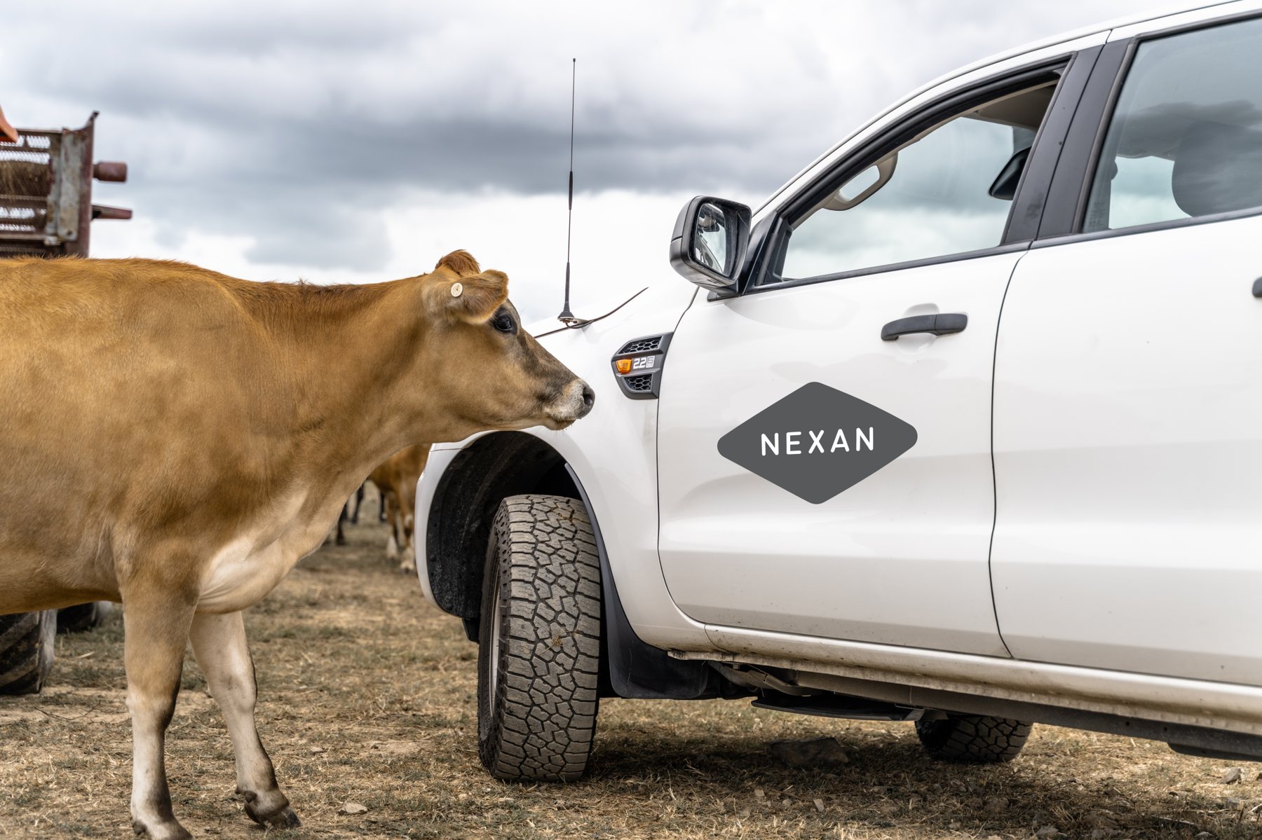 A Nexan vehicle in a paddock beside a curious jersey cow